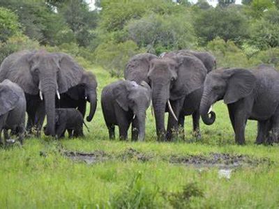 How many species of elephants are there?