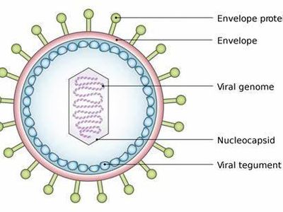 Which of the following is NOT a characteristic of viruses?