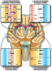 What is the purpose of the blood-brain barrier?