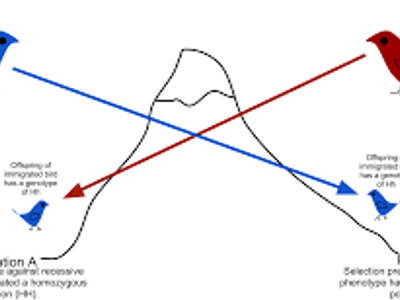 Which process increases genetic diversity within a population?