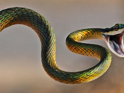 How many species of snakes are venomous?