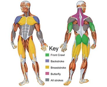 What is the term for swimming using alternating arm strokes and a flutter kick?