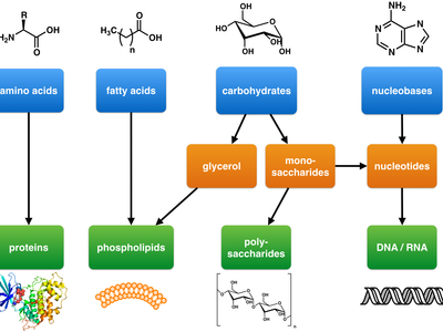 Which of the following is true about carbohydrates?