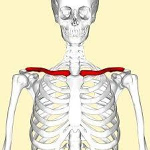 Which bone is known as the collarbone?