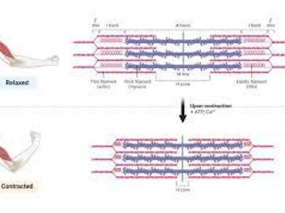 What is the name of the protein responsible for muscle contraction?