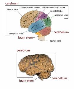 Which of the following is not a region of the brainstem?