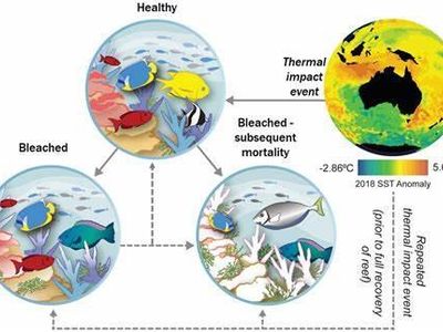 Which of the following is a major cause of coral reef destruction?