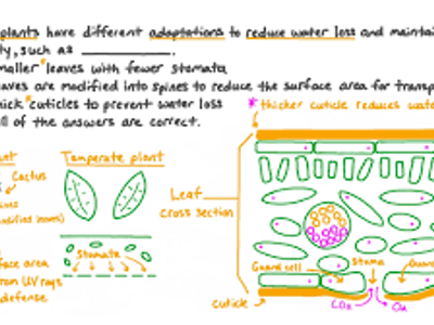 What adaptation helps desert plants conserve water?