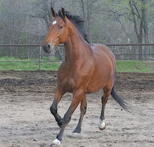 Which of these do you do when trying to canter?