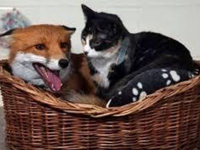 Are foxes like felines?