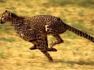 Which animal is the fastest land animal?