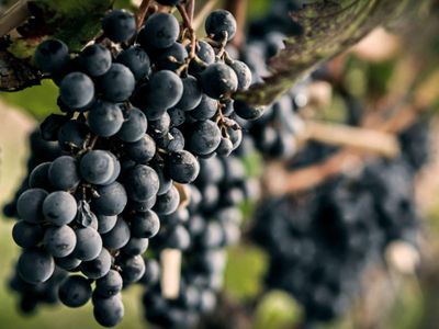 What country is known for producing Malbec wine?