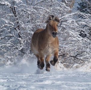 What breed is this horse?