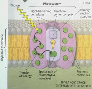 What is the primary pigment involved in photosynthesis?