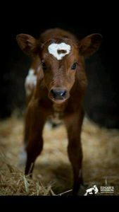 Whats the #1 dog breed for cattle farms?