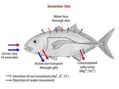 What is the process of converting saltwater to freshwater called?