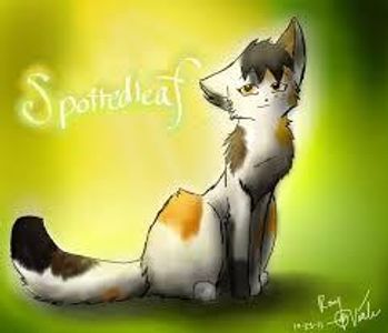 Which shadowclan warrior kills spottedleaf, thunderclan's medicine cat?