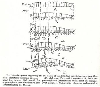 O filo dos anelídeos possui algumas semelhanças estruturais com o filo dos artrópodes. Ambos são invertebrados com morfologia externa bem segmentada. Os órgãos internos não se repetem. Existe a presença de uma epiderme secretora de quintina bem como a estrutura do sistema digestivo, entre outras semelhanças. Dessa forma, podemos afirmar que: