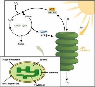 Which part of the plant cell contains enzymes needed for the Calvin cycle of photosynthesis?