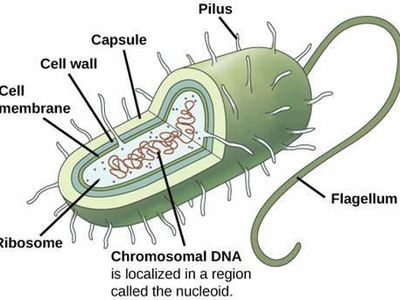 Which of the following is not a bacterial shape?