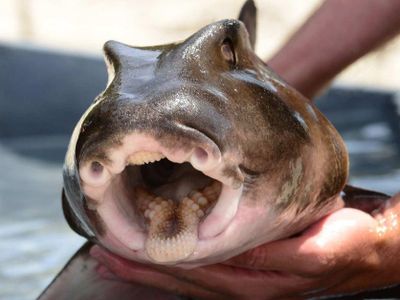 Which continent do port jackson sharks live in?