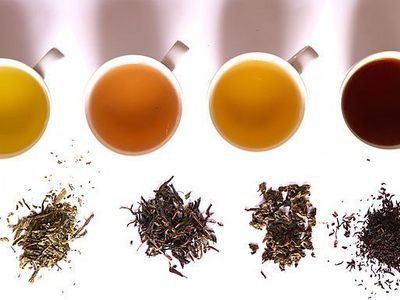 Which type of tea is fermented?