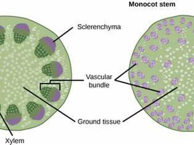 The vascular tissue found in angiosperms is comprised of ______ cells.