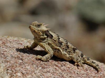 Horned lizards can shoot _________ out of their eyes to protect themselves from predators