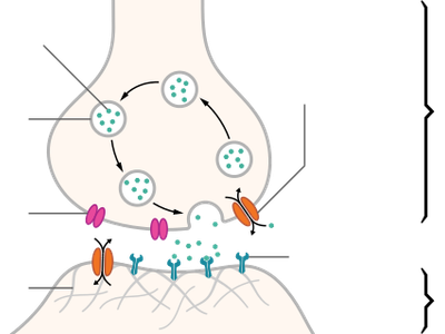 What is caffeine's primary mechanism of action in the body?