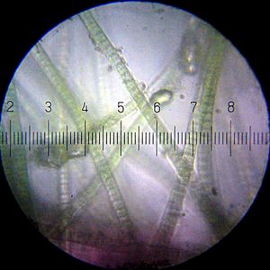 What is the process of how an organism's traits change over generations?