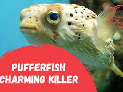 What unique defense mechanism is possessed by the pufferfish?