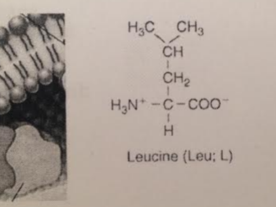 Note the polypeptide has numerous amino acids in the hydrophobic core of the membrane.  Which of the amino acids below is more likely to be in the hydrophobic core based on the chemistry of the R group?