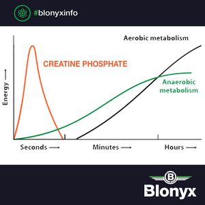 What is the main energy source during high-intensity exercises?