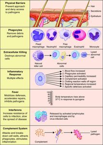 What is the role of phagocytes in the body's immune system?