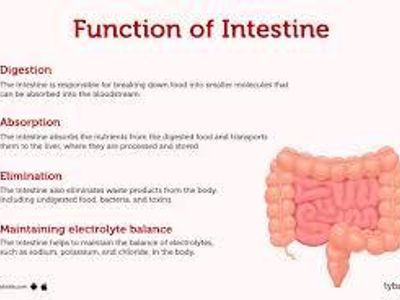 Which of the following is a primary function of the large intestine?