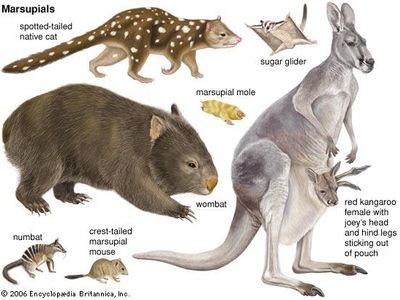 Which of the following is a marsupial mammal?