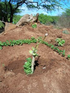 Which part of the plant is responsible for absorbing water and nutrients from the soil?