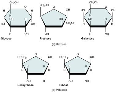 Which of the following is a monosaccharide?