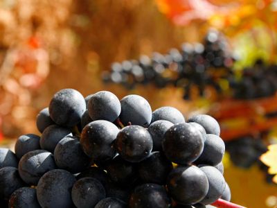 What is the main grape variety used in Rioja wines?