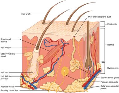 Which of the following is not a function of the skin?