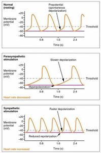 What is the normal resting heart rate range for adults?