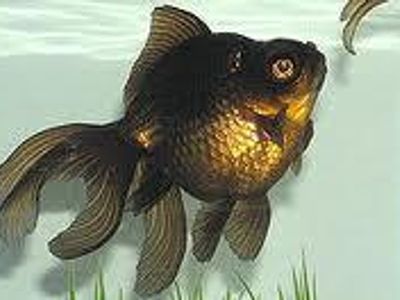 The Black Moore is a goldfish. True or false.