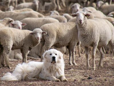 Which animal is considered a guardian of the flock?