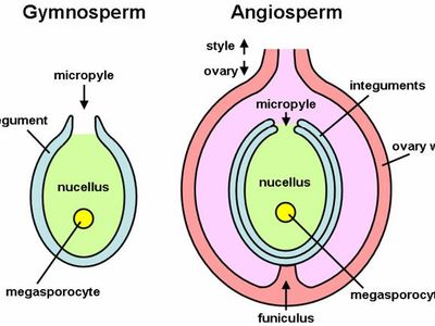 What is the reproductive structure of a gymnosperm called?