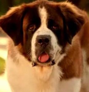 do saint bernards shed?