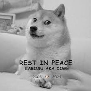 Which meme features a fluffy Shiba Inu with colorful text in Comic Sans font?