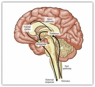 Which part of the brain is responsible for emotions and decision-making?