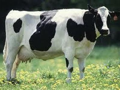 How many stomachs do cows have?