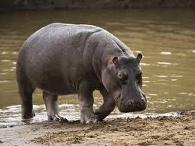 how fast can a hippo run?