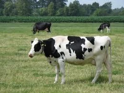 Horses and cows can sleep while standing up